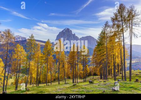 Herbstblick auf die Dolomitgruppen Sassolungo und Sassopiatto mit Lärchenbäumen im Vordergrund Stockfoto