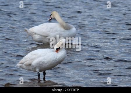 Zwei weiße Schwäne, die auf dem Wasser schweben Stockfoto