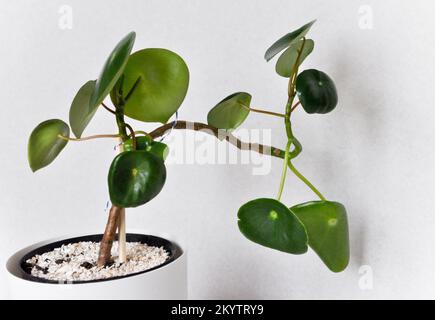 Chinesische Münzpflanze - Pilea Peperomioides Stockfoto