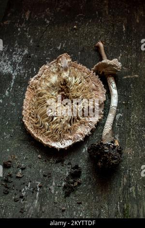 Detaillierte Untersuchung eines getrockneten Sonnenschirmpilzstücks auf einer rustikalen Holzoberfläche Stockfoto