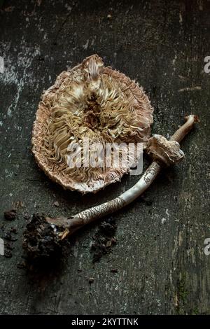 Detaillierte Untersuchung eines getrockneten Sonnenschirmpilzstücks auf einer rustikalen Holzoberfläche Stockfoto