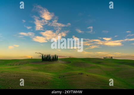 Fotografen nähern sich dem berühmten Zypressenfeld Val d'Orcia in der Nähe von San Quirico (Toskana, Italien) Stockfoto
