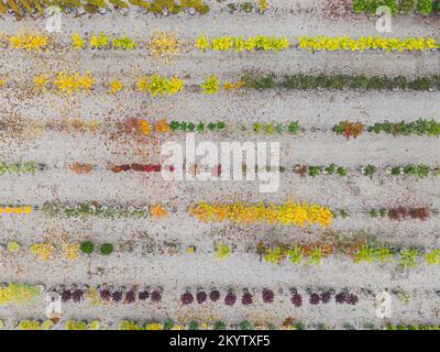 Luftaufnahme einer Baumschule mit gelben, roten und roten grünen Pflanzen, die im Herbst hintereinander angeordnet sind. Pflanzen in Herbstfarben, Elsass, Frankreich, Europa Stockfoto