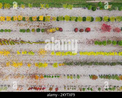 Luftaufnahme einer Baumschule mit gelben, roten und roten grünen Pflanzen, die im Herbst hintereinander angeordnet sind. Pflanzen in Herbstfarben, Elsass, Frankreich, Europa Stockfoto