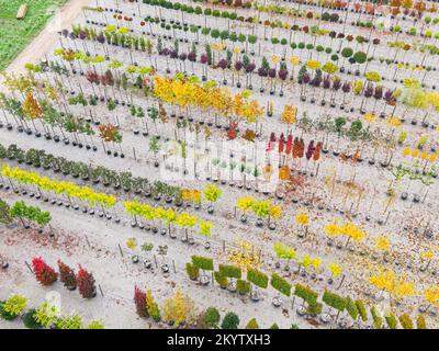 Luftaufnahme einer Baumschule mit gelben, roten und roten grünen Pflanzen, die im Herbst hintereinander angeordnet sind. Pflanzen in Herbstfarben, Elsass, Frankreich, Europa Stockfoto