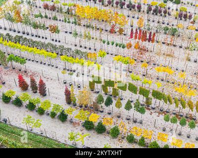 Luftaufnahme einer Baumschule mit gelben, roten und roten grünen Pflanzen, die im Herbst hintereinander angeordnet sind. Pflanzen in Herbstfarben, Elsass, Frankreich, Europa Stockfoto