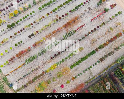 Luftaufnahme einer Baumschule mit gelben, roten und roten grünen Pflanzen, die im Herbst hintereinander angeordnet sind. Pflanzen in Herbstfarben, Elsass, Frankreich, Europa Stockfoto
