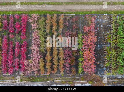 Luftaufnahme einer Baumschule mit gelben, roten und roten grünen Pflanzen, die im Herbst hintereinander angeordnet sind. Pflanzen in Herbstfarben, Elsass, Frankreich, Europa Stockfoto