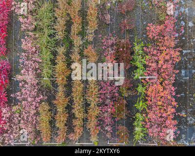 Luftaufnahme einer Baumschule mit gelben, roten und roten grünen Pflanzen, die im Herbst hintereinander angeordnet sind. Pflanzen in Herbstfarben, Elsass, Frankreich, Europa Stockfoto