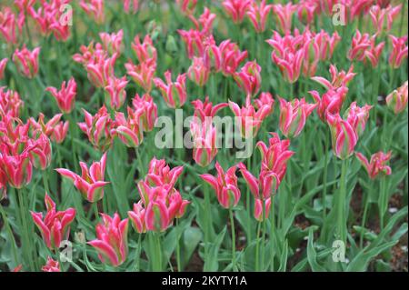 Rosa, Grün und Weiß Viridiflora Tulpen (Tulipa) im April blühen in einem Garten Stockfoto