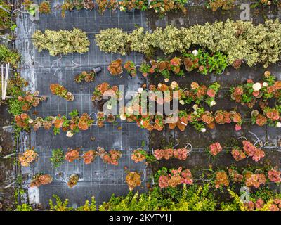 Luftaufnahme einer Baumschule mit gelben, roten und roten grünen Pflanzen, die im Herbst hintereinander angeordnet sind. Pflanzen in Herbstfarben, Elsass, Frankreich, Europa Stockfoto