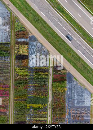 Luftaufnahme einer Baumschule mit gelben und roten Bäumen und Pflanzen, die im Herbst an der Seite der Autobahn mit einem vorbeifahrenden Auto in einer Reihe angeordnet sind Stockfoto