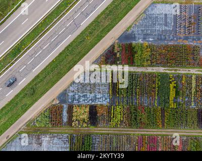 Luftaufnahme einer Baumschule mit gelben und roten Bäumen und Pflanzen, die im Herbst an der Seite der Autobahn mit einem vorbeifahrenden Auto in einer Reihe angeordnet sind Stockfoto