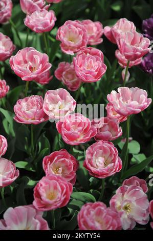 Im April erblühten die Rosa-weißen Tulpen (Tulipa) Vogue in einem Garten Stockfoto