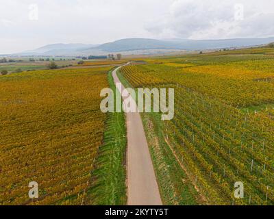 Luftaufnahme einer Straße durch die Weinberge im Herbst. Die Weinreben sind gelb-orange in den Farben Herbst, Elsass, Frankreich, Europa Stockfoto