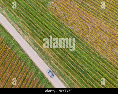 Luftaufnahme einer Straße durch die Weinberge im Herbst. Ein Auto fährt vorbei und die Reben sind gelb-orange in den Farben Herbst, Elsass, Frankreich, E Stockfoto