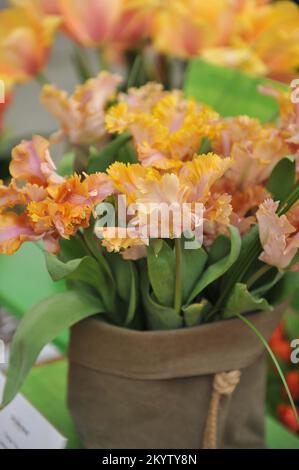 Ein Strauß aprikotgelber und rosa Papageientulpen (Tulipa) Vovos in einem Garten im April Stockfoto