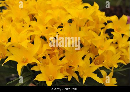 Ein Strauß gelber Lilienblüten-Tulpen (Tulipa) West Point auf einer Ausstellung im Mai Stockfoto