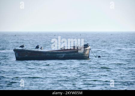Möwen sitzen im Meer auf einem verlassenen Fischerboot Stockfoto