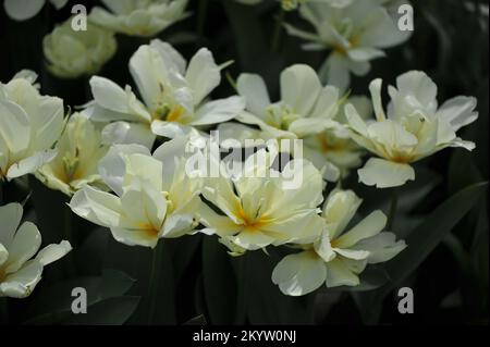 Fosteriana Tulpen (Tulipa) Weißes Tal blüht im März in einem Garten Stockfoto