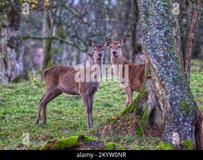 Red Deer Stockfoto