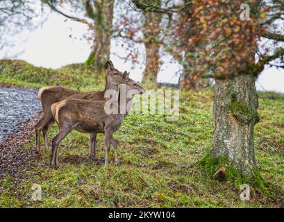 Red Deer Stockfoto