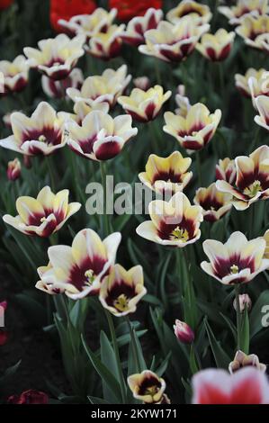 Lila und cremeweiße Tulpen (Tulipa) die Fenster blühen im April in einem Garten Stockfoto