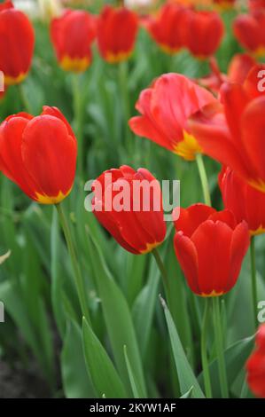 Rote Single Late Tullips (Tulipa) Wisley blüht im April in einem Garten Stockfoto