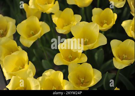 Gelbe Triumph-Tulpen (Tulipa) die Weltfreundschaft blüht im März in einem Garten Stockfoto