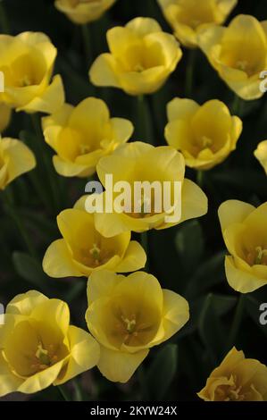 Gelbe Triumph-Tulpen (Tulipa) die Weltfreundschaft blüht im März in einem Garten Stockfoto