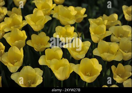 Gelbe Triumph-Tulpen (Tulipa) die Weltfreundschaft blüht im März in einem Garten Stockfoto