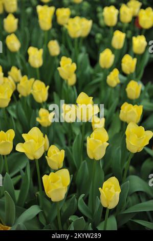 Gelbe Triumph-Tulpen (Tulipa) die Weltfreundschaft blüht im April in einem Garten Stockfoto