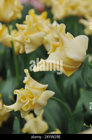 Coronet Tulpen (Tulipa) Gelbe Krone blüht im April in einem Garten Stockfoto