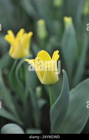 Coronet Tulpen (Tulipa) Gelbe Krone blüht im März in einem Garten Stockfoto