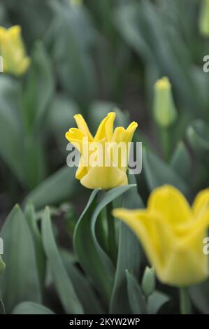 Coronet Tulpen (Tulipa) Gelbe Krone blüht im März in einem Garten Stockfoto