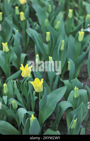 Coronet Tulpen (Tulipa) Gelbe Krone blüht im März in einem Garten Stockfoto