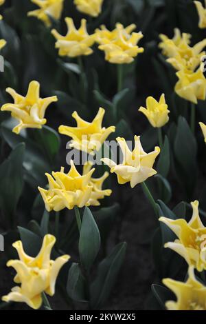 Coronet Tulpen (Tulipa) Gelbe Krone blüht im April in einem Garten Stockfoto