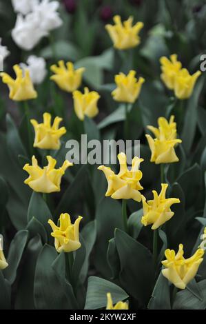 Coronet Tulpen (Tulipa) Gelbe Krone blüht im April in einem Garten Stockfoto