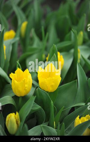 Im März erblühen in einem Garten gesäumte Tulpen (Tulipa) Gelbe Fabio Stockfoto