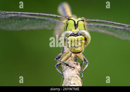 Große grüne Libelle weibliche grüne Schnecke (Ophiogomphus cecilia) auf einem trockenen Zweig Stockfoto