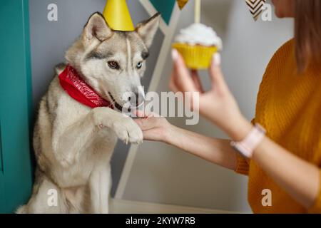 Eine Frau gratuliert dem Hund zum Geburtstag, der Hund gibt Pfote Stockfoto