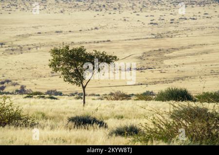 Akazienbaum wächst in der afrikanischen Savanne. Trockenes gelbes Grasland umgibt den Baum. Damaraland, Namibia, Afrika Stockfoto