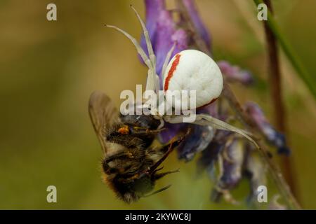 Veränderische Krabbenspinne mit Beute-Krabbenspinne mit Beute Stockfoto