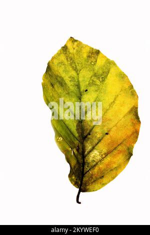 Hintergrundbeleuchtetes, isoliertes Fagus sylvatica oder Buchenblatt im Herbst, Nahaufnahme Stockfoto