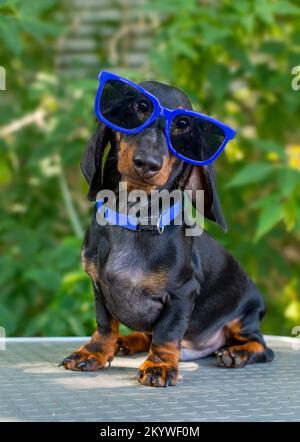 Dackelhund in blauer Sonnenbrille auf einem Tisch vor grünem Laubhintergrund Stockfoto