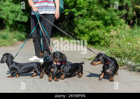 Ein Rudel Hunde, eine Dackel-Rasse und ein einsamer Mann im Hintergrund auf einer Straße im Sommer Stockfoto