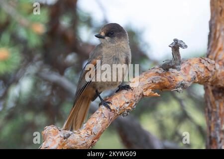 Unglückshäher, Perisoreus infaustus, Sibirischer jay, Le Mésangeai imitateur Stockfoto