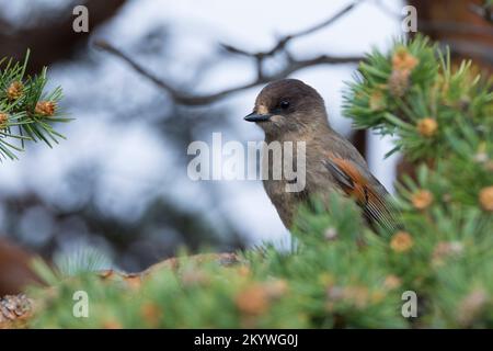 Unglückshäher, Perisoreus infaustus, Sibirischer jay, Le Mésangeai imitateur Stockfoto