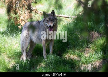 Wolf, Wölfe, Canis Lupus, grauer Wolf, grauer Wolf, Le Loup gris Stockfoto