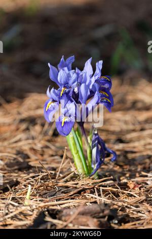Iris Harmony, Iris reticulata Harmony, Zwergiris, Blumen königsblau, gestreifter weißer Hals, Leuchtend gelber Mittelstreifen an den Wasserfällen. Stockfoto